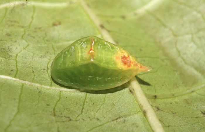 Figura 17. Larva <i>Semyra finita</i> (Limacodidae), penúltimo estadío (PU) vista dorsal, localidad Calma Estación Biológica Quica, Sector Pitilla ACG (412m). Voucher: 13-SRNP-71608-DHJ703267.jpg.