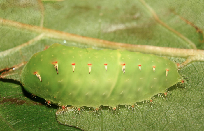 Figura 18. Larva <i>Natada lalogamezi</i> (Limacodidae), penúltimo estadío (PU) vista lateral, localidad Medrano Estación Biológica Quica, Sector Pitilla ACG (380m). Voucher: 13-SRNP-71901-DHJ703605.jpg.