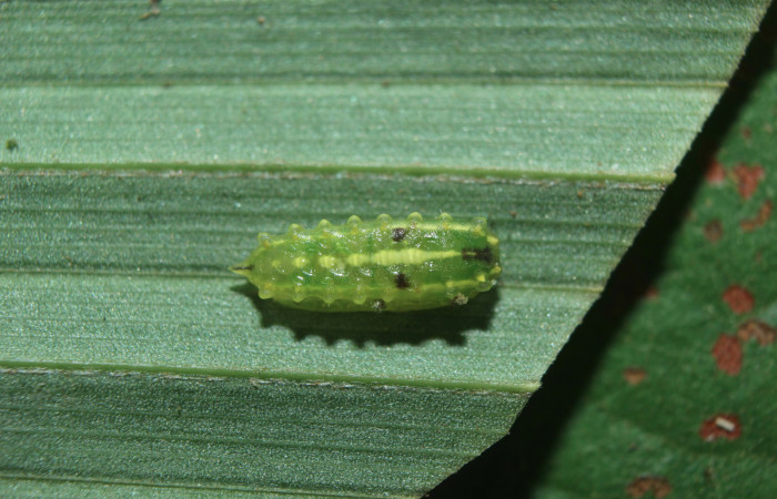 Figura 2. Larva <i>Vipsophobetron davisi</i> (Limacodidae), tercer estadío (PPU) vista dorsal, localidad Sendero Manguera, Estación Biológica Quica Sector Pitilla ACG (470m). Voucher: 15-SRNP-71480-DHJ727776.jpg.