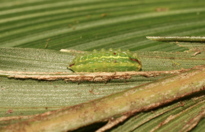 Figura 1. Larva <i>Vipsophobetron davisi</i> (Limacodidae), penúltimo estadío (PU) vista lateral, localidad Margen Crater, Sector Santa Maria ACG (1920m). Voucher: 19-SRNP-35253-DHJ769755.jpg.