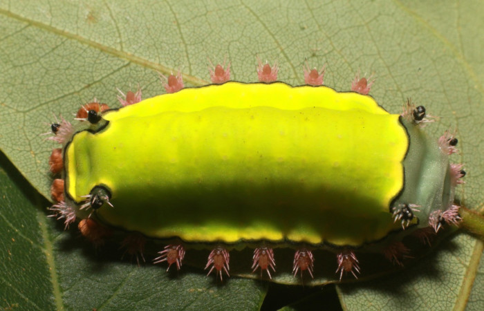 Figura 20. Larva <i>Acharia horrida</i> (Limacodidae), último estadío (U) vista dorsal, localidad Estación Biológica Leiva, Sector Rincón Rain Forest ACG (454m). Voucher: 20-SRNP-80461-DHJ755211.jpg.