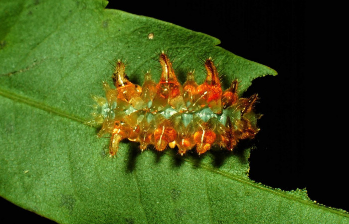 Figura 13. Larva <i>Vipsophobetron marisa</i> (Limacodidae), penúltimo estadío (PU) vista dorsal, localidad Bosque San Emilio, Sector Santa Rosa ACG (300m). Voucher: 93-SRNP-3351.1-DHJ27078.jpg.