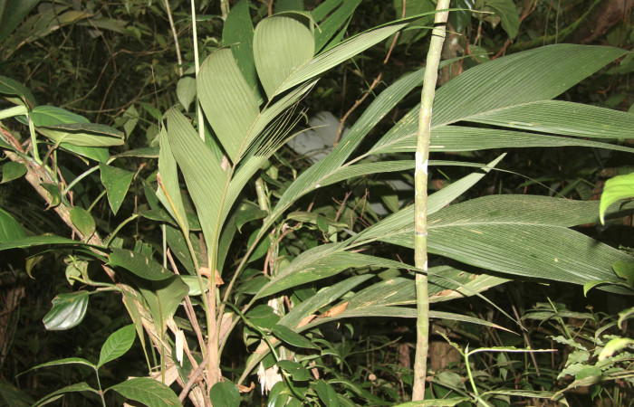 Figura 21. Planta hospedera de <i>Vipsophobetron davisi</i> (Limacodidae), planta llamada <i>Geonoma congesta</i> (Arecaceae), localidad Sendero Manguera Estación Biológica Quica, Sector Pitilla ACG (470m), foto: Ricardo Calero 9 Febrero 2021.