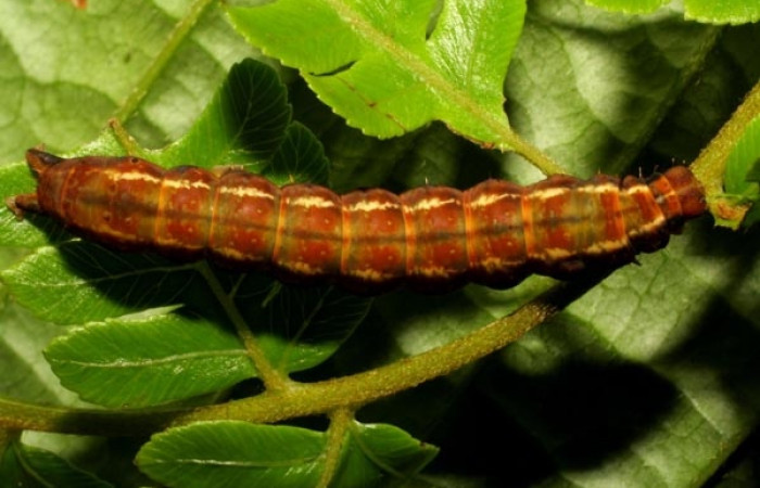 Figura 12. Detalle dorsal, <i>Scopifera antelia</i> (Erebidae). (07- SRNP-42742-DHJ434831).