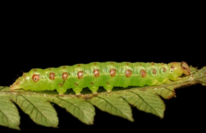 Figura 6. Detalle lateral <i>Scopifera antelia</i> (Erebidae). (08-SRNP-41994- DHJ446614).