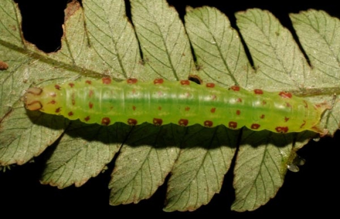 Figura 7. Detalle dorsal <i>Scopifera antelia</i> (Erebidae). (08-SRNP-41994-DHJ446616).