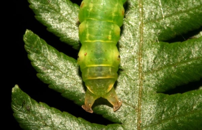 Figura 9. Detalle parte trasera <i>Scopifera antelia</i> (Erebidae). (10-SRNP-44625-DHJ478723).