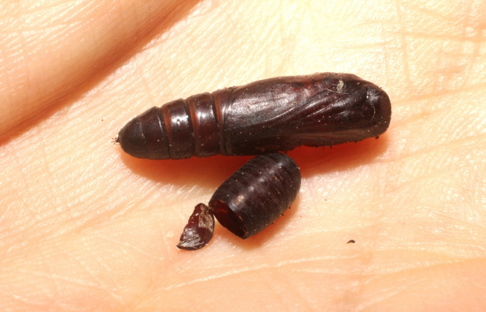 Figura 17. Detalle de restos de pupario de la mosca parásita <i>Chrysoexorista</i> Janzen35, junto a pupa, </i>Scopifera antelia (Erebidae). (10-SRNP-44891-DHJ496519).