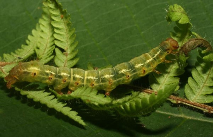 Figura 4. Detalle lateral en tercer estadío, <i>Scopifera antelia</i> (Erebidae).(10- SRNP-71579-DHJ479243).