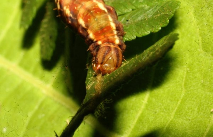 Figura 10. Detalle en su último estadíos <i>Scopifera antelia</i> (Erebidae). (11- SRNP-31025-DHJ482203).