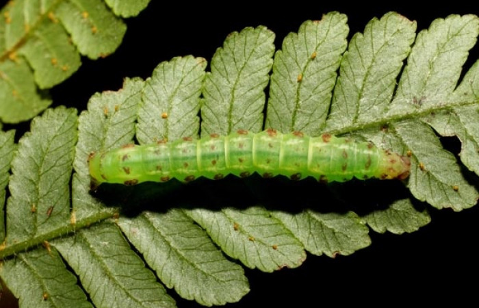 Figura 5. Detalle dorsal en tercer estadíos , <i>Scopifera antelia</i> (Erebidae). (11-SRNP-31359-DHJ482377).