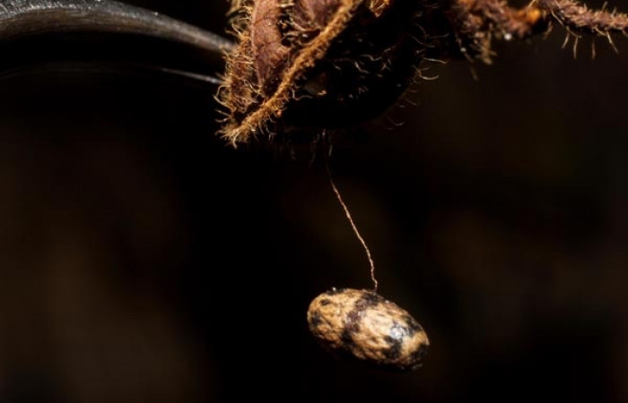 Figura 15. Detalle de capullo del parásito <i>Charops</i> GauldADHJ04 (Ichneumonidae), en <i>Scopifera antelia</i> (Erebidae). (11- SRNP-40243-DHJ800740).
