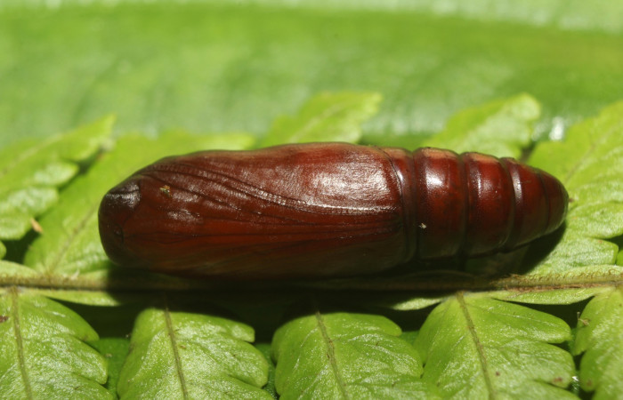 Figura 18. Detalle de pupa, <i>Scopifera antelia</i> (Erebidae). (18-SRNP-71205- DHJ742699).