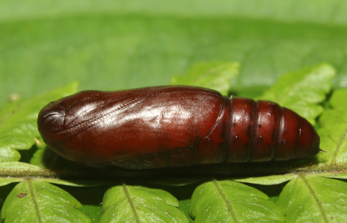Figura 19. Detalle de pupa, <i>Scopifera antelia</i> (Erebidae). (18-SRNP-71205- DHJ742705).