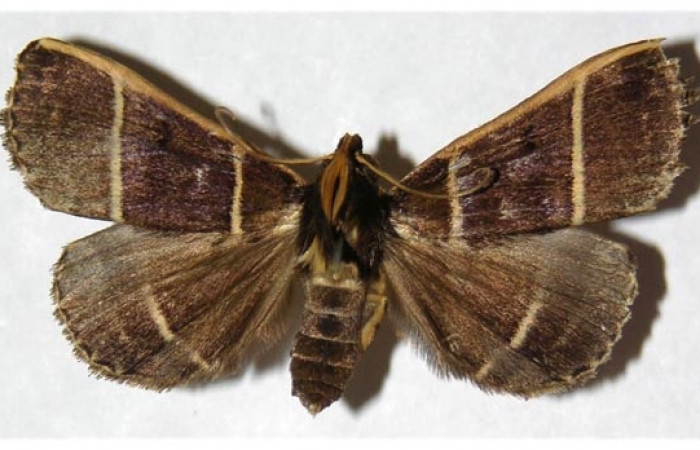 Figura 20. Adulto detalle dorsal (macho), <i>Scopifera antelia</i> (Erebidae). (98- SRNP-6213-DHJ315832).