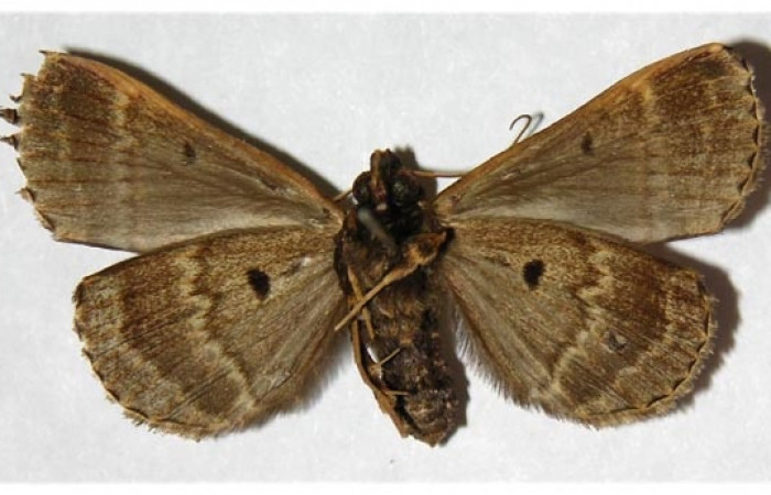 Figura 21. Adulto detalle ventral (macho) <i>Scopifera antelia</i> (Erebidae). (98-SRNP-6213- DHJ315833).