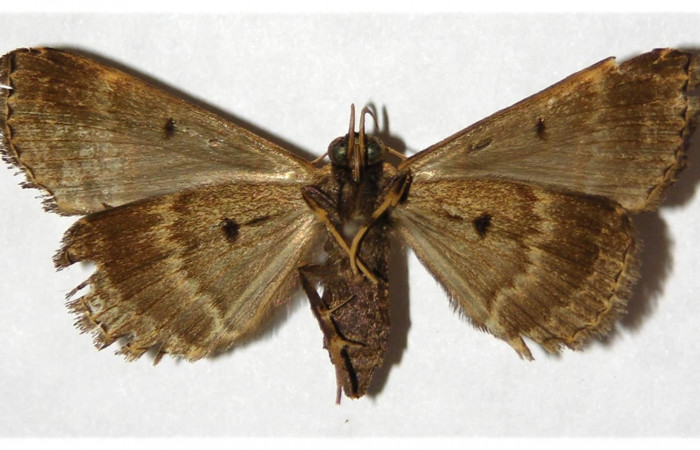 Figura 23. Adulto detalle ventral (hembra), <i>Scopifera antelia</i> (Erebidae). (98-SRNP-6217- DHJ315835).