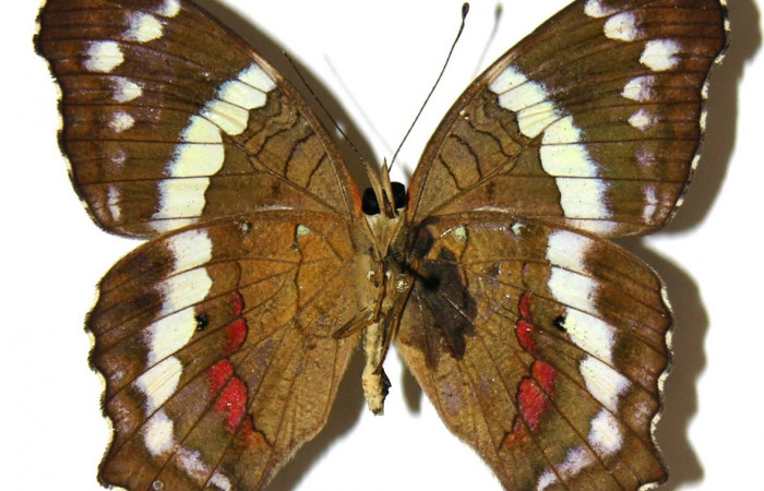 Figura 9. Adulto de <i>Anartia fatima</i> (Nymphalidae), macho vista ventral, localidad Río Areno Sector San Cristobal ACG (460m). Voucher: 05-SRNP-1061-DHJ309265.jpg.