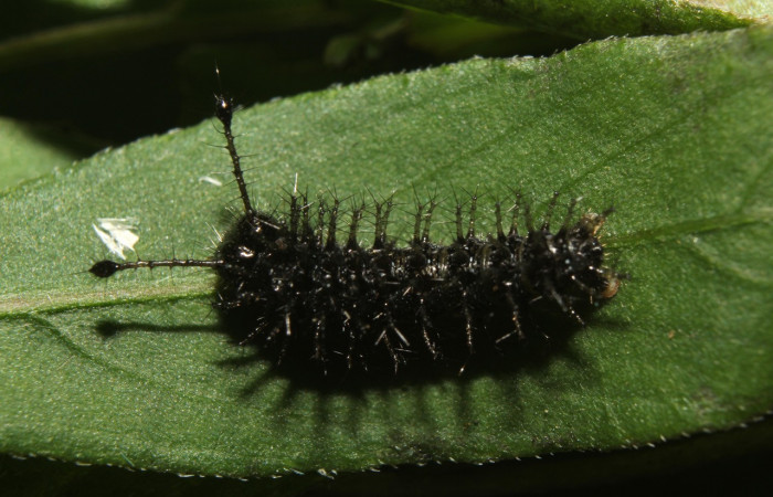 Figura 3. Larva <i>Anartia fatima</i> (Nymphalidae), en penúltimo estadío (PU), vista dorsal, localidad Bullas Estación Quica Sector Pitilla ACG (440m). Voucher: 19-SRNP-70551-DHJ750811.jpg.