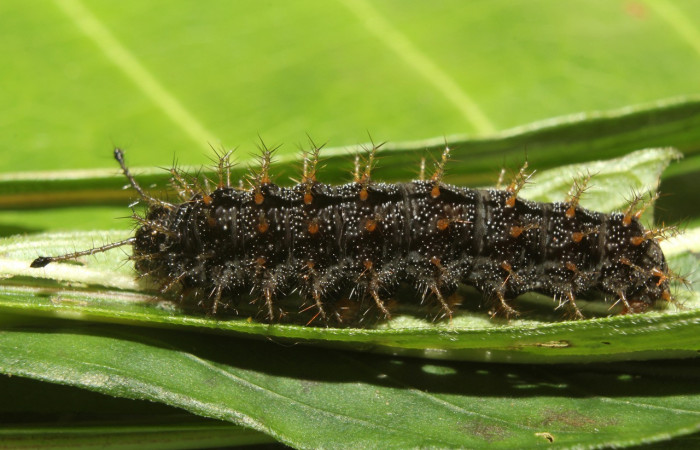Figura 4. Larva <i>Anartia fatima</i> (Nymphalidae), en último estadío (U), vista lateral, localidad Bullas Estación Quica Sector Pitilla ACG (440m). Voucher: 19-SRNP-70551-DHJ750813.jpg.