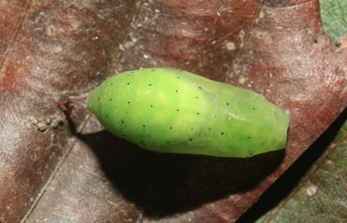Figura 7. Pupa de <i>Anartia fatima</i> (Nymphalidae), vista dorsa, localidad Bullas Estación Quica Sector Pitilla ACG (440m). Voucher: 19-SRNP-70553-DHJ750822.jpg.