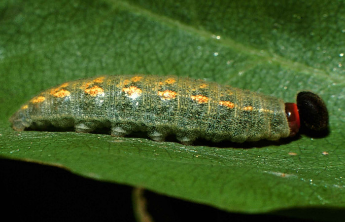 Fig. 12. Larva de <i>Achalarus albociliatus</i> (Hesperiidae), comiendo <i>Pterocarpus orbiculatus</i> (Fabaceae). Voucher: 00-SRNP-6827-DHJ53236.