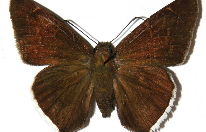Fig. 6. Macho de <i>Achalarus toxeus</i> (Hesperiidae) vista dorsal. Voucher: 02-SRNP-10180-DHJ306810.