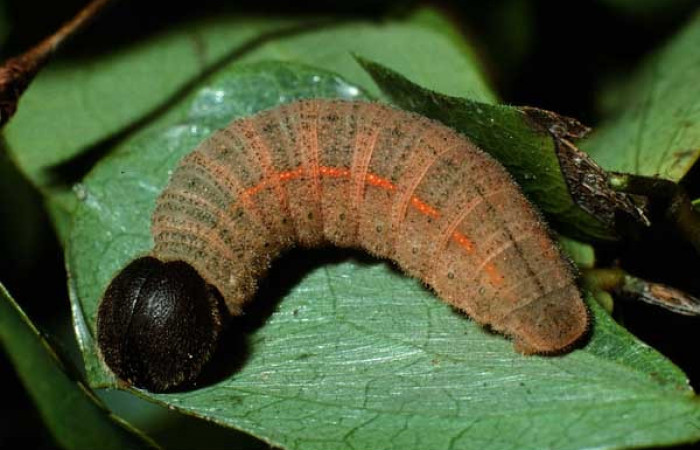 Fig. 5. Larva último estadío de <i>Achalarus toxeus</i> (Hesperiidae),comiendo <i>Calliandra tergermina</i> (Fabaceae). Voucher: 02-SRNP-32162-DHJ71230.