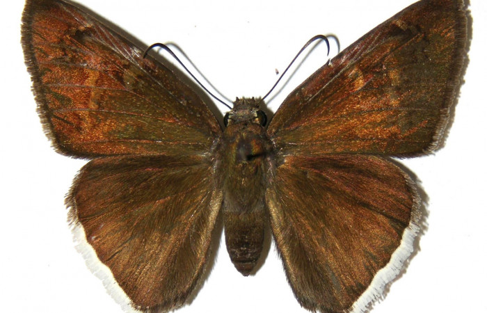 Fig. 4. Macho de <i>Achalarus albociliatus</i> (Hesperiidae) vista dorsal. Voucher: 02-SRNP-4786-DHJ306802.