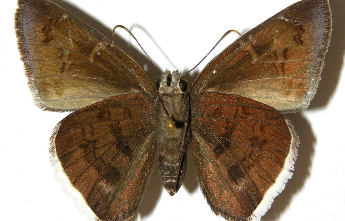 Fig. 16. Macho de <i>Achalarus albociliatus</i> (Hesperiidae), vista ventral. Voucher: 02-SRNP-4786-DHJ306803.