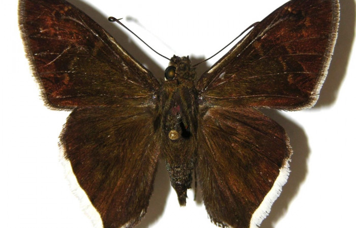 Fig. 2. Macho de <i>Achalarus jalapus</i> (Hesperiidae) vista dorsal. Voucher: 02-SRNP-4830-DHJ306806.