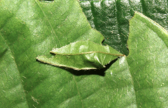 Fig. 7. Casita de larva <i>Achalarus albociliatus</i> (Hesperiidae), sobre planta hospedera <i>Dioclea wilsonii</i> (Fabaceae). Voucher: 17-SRNP-30398-DHJ736045.
