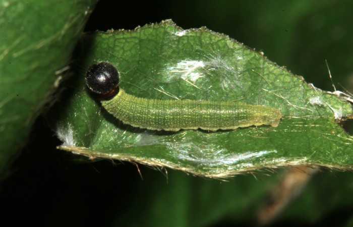 Fig. 9. Larva de <i>Achalarus albociliatus</i> (Hesperiidae), vista dorsal. Voucher: 17-SRNP-30398-DHJ736048.