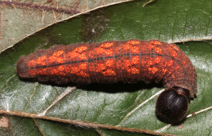 Fig. 3. Larva último estadío de <i>Achalarus albociliatus</i> (Hesperiidae), comiendo <i>Dioclea wilsonii</i> ( Fabaceae). Voucher: 17-SRNP-30398-DHJ736271.