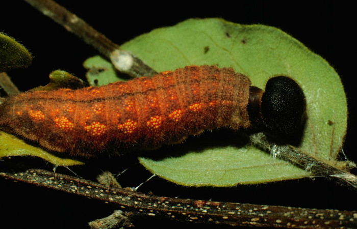 Fig. 14. Prepupa de <i>Achalarus albociliatus</i> (Hesperiidae), sobre <i>Lonchocarpus minimiflorus</i> (Fabaceae). Voucher: 93-SRNP-1281-DHJ26328.
