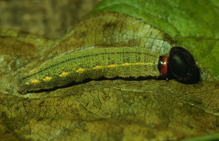 Fig. 10. Larva de <i>Achalarus albociliatus</i> (Hesperiidae), comiendo <i>Galactia striata</i> (Fabaceae). Voucher: 93-SRNP-7008-DHJ26410.