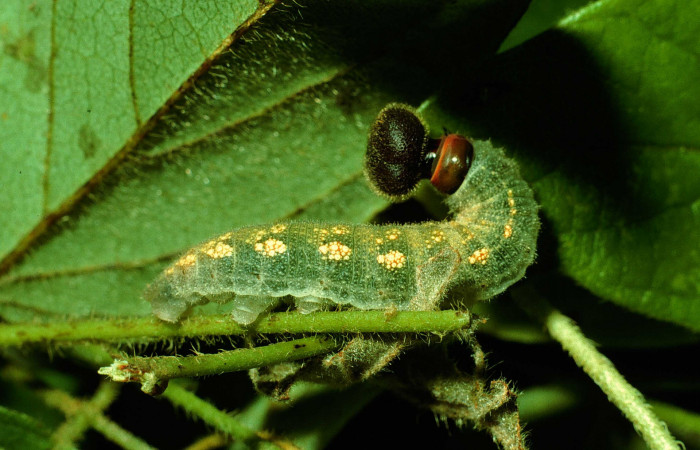 Fig. 11. Larva de <i>Achalarus albociliatus</i> (Hesperiidae), comiendo <i>Galactia striata</i> (Fabaceae). Voucher: 93-SRNP-7010-DHJ26332.