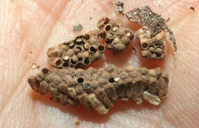 Fig. 9. Muda de capullos, donde se alojaron pequeñas avispas de familia Braconidae, parásito <i>Glyptapanteles ilarisaaksjarvi</i>, en larva <i>Condica cupienta</i>. 
Voucher 06-SRNP-13955-DHJ452261.jpg.