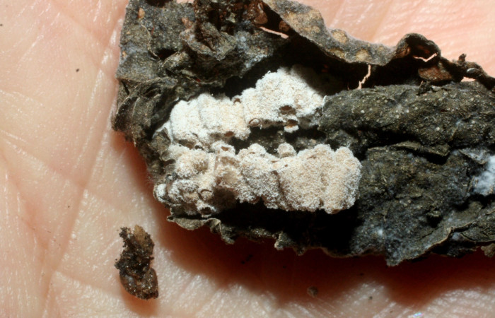 Fig 10. Capullos de la familia Braconidae, parásito <i>Glyptapanteles</i> en larva <i>Condica cupienta</i> junto restos de larva disecada. Voucher 07-SRNP-55997-DHJ452973.jpg.