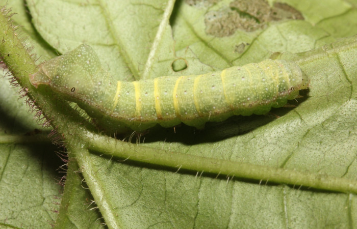 Fig 6. Larva <i>Condica cupienta</i>, vista lateral entero, en penúltimo estadío
Voucher 17-SRNP-27448-DHJ731485.jpg.