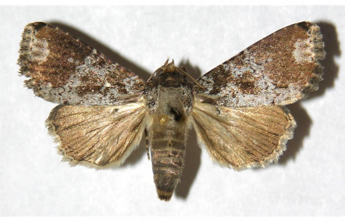 Fig 1. Adulto <i>Condica cupienta</i> vista dorsal, en alas abiertas mide 34 mm.
Voucher 93-SRNP-7049-DHJ321246.