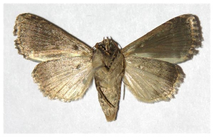 Fig 2. Adulto <i>Condica cupienta</i>, vista ventral, en alas abiertas mide 33 mm 
Voucher 93-SRNP-7049-DHJ321247.