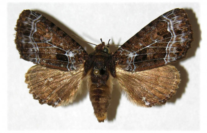 Figura 13. Adulto de <i>Cropia</i> Poole01 (Noctuidae), vista dorsal. (03-SRNP-23633-DHJ-314200.jpg).