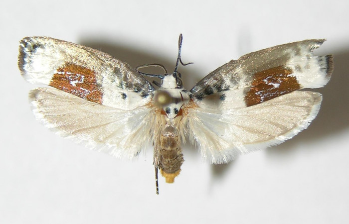 Figura 17. Adulto de <i>Ethmia millerorum</i> (Depressariidae), vista dorsal. (04-SRNP-338818-DHJ-338880.jpg).