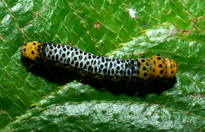 Figura. 16 Larva <i>Ethmia millerorum</i> (Depressariidae), posición dorsal alimentándose en <i>Bourreria costarricenses</i> (Ehretiaceae). (09-SRNP-36150-DHJ456036.jpg).