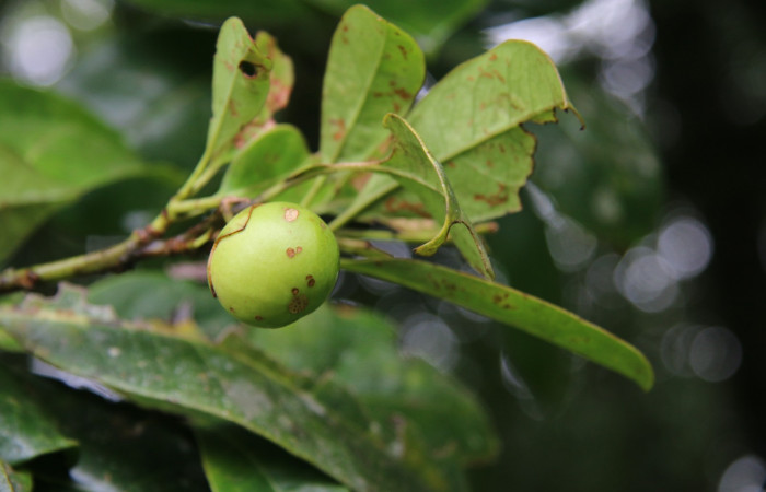 Figura. 9 Fruto en rama <i>Bourreria costaricensis</i>, (Ehretiaceae). Area de Conservación Guanacaste, Sector Rincón Rain Forest, Estación Leiva, (elevación 344 metros), colectada el 26 de Setiembre 2018. Foto, Jorge Hernández.