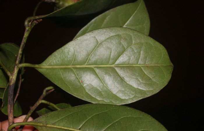 Figura. 4 Hojas envés  <i>Bourreria costaricensis</i>, (Ehretiaceae). Area de Conservación Guanacaste, Sector Rincón Rain Forest, Estación Leiva, (elevación 344 metros), colectada el 26 de Setiembre 2018. Foto, Jorge Hernández.