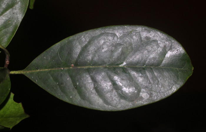 Figura. 5 Hojas haz  <i>Bourreria costaricensis</i>, (Ehretiaceae). Area de Conservación Guanacaste, Sector Rincón Rain Forest, Estación Leiva, (elevación 344 metros), colectada el 26 de Setiembre 2018. Foto, Jorge Hernández.