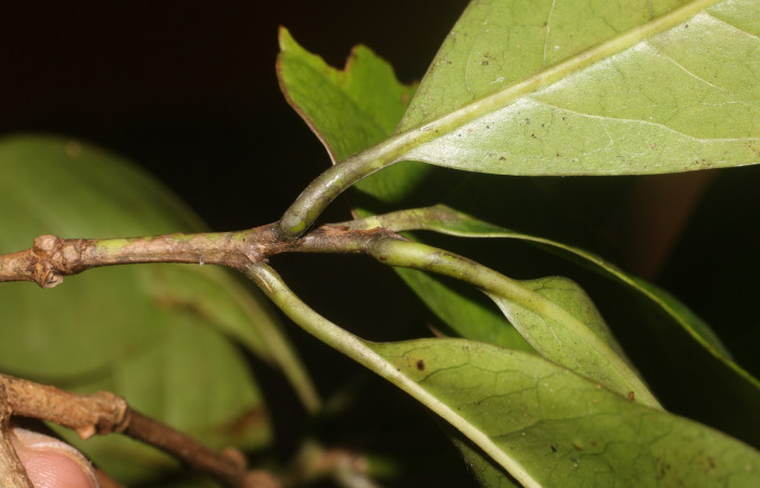 Figura. 3 Posición hojas  <i>Bourreria costaricensis</i>, (Ehretiaceae). Area de Conservación Guanacaste, Sector Rincón Rain Forest, Estación Leiva, (elevación 344 metros), colectada el 26 de Setiembre 2018. Foto, Jorge Hernández.