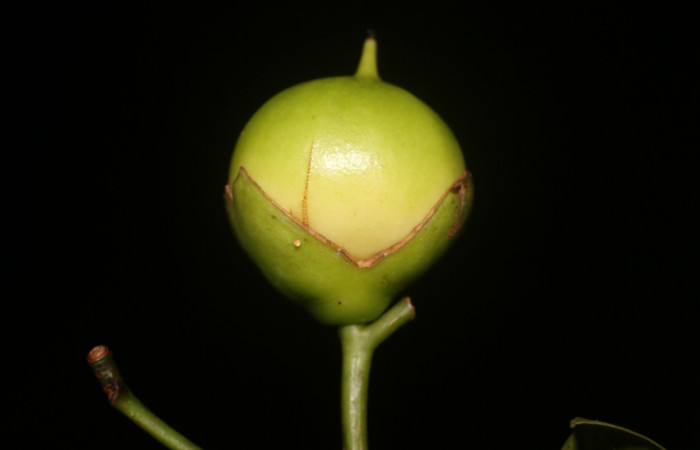 Figura. 10 Fruto <i>Bourreria costaricensis</i>, (Ehretiaceae). Area de Conservación Guanacaste, Sector Rincón Rain Forest, Estación Leiva, (elevación 344 metros), colectada el 26 de Setiembre 2018. Foto, Jorge Hernández.